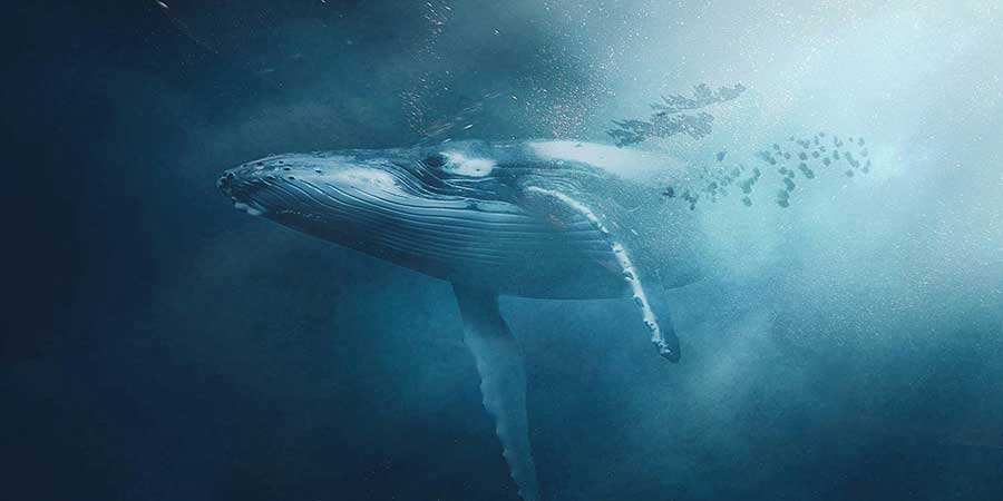 A whale pictured underwater with a dark blue background