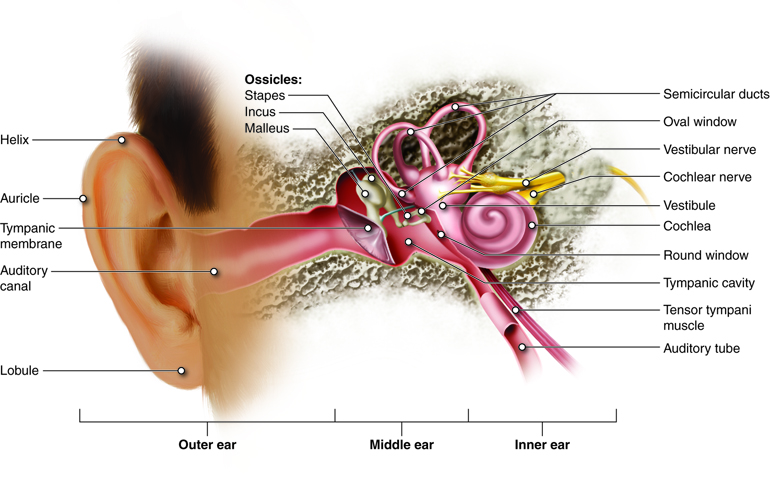 A diagram of the anatomy of the ear.