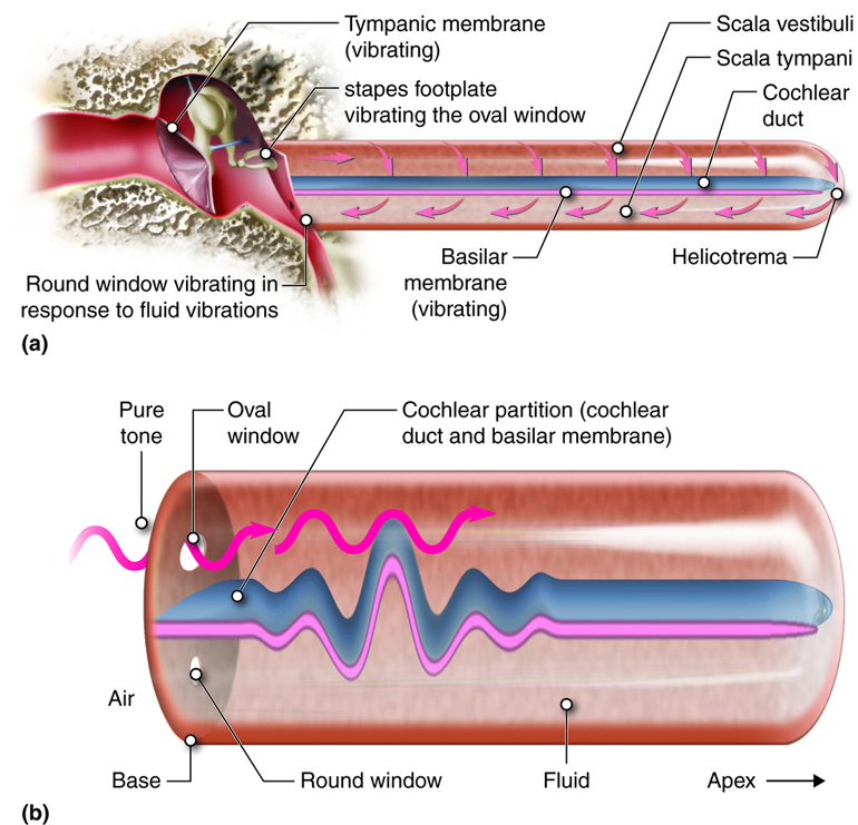 A diagram of the anatomy of the ear.