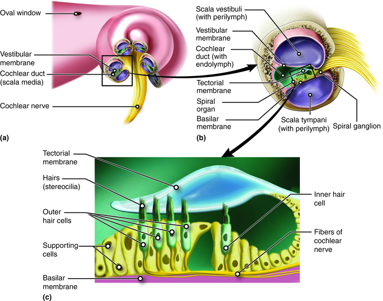 A diagram of the anatomy of the ear.